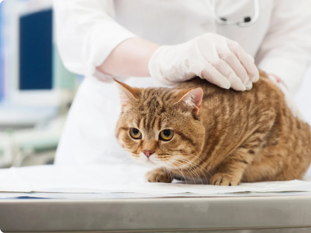 当院についてイメージ